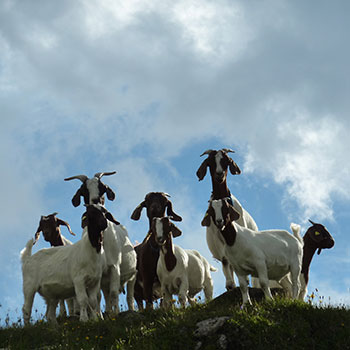 pastorizia alpina